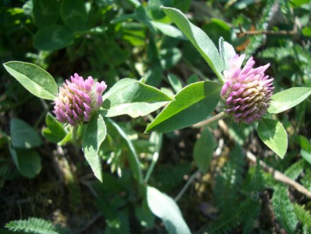 Rotkleeblüte (Foto von Bärbel)