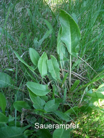 Sauerampferblätter (Foto von Bärbel)