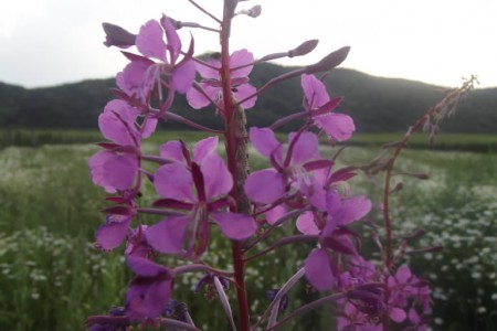 Blüte vom Schmalbblättrigen Weidenröschen (Foto von Vanessa)